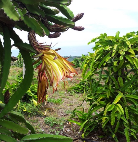 Dragon fruit blossom